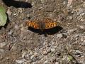 Melitaea ornata ()